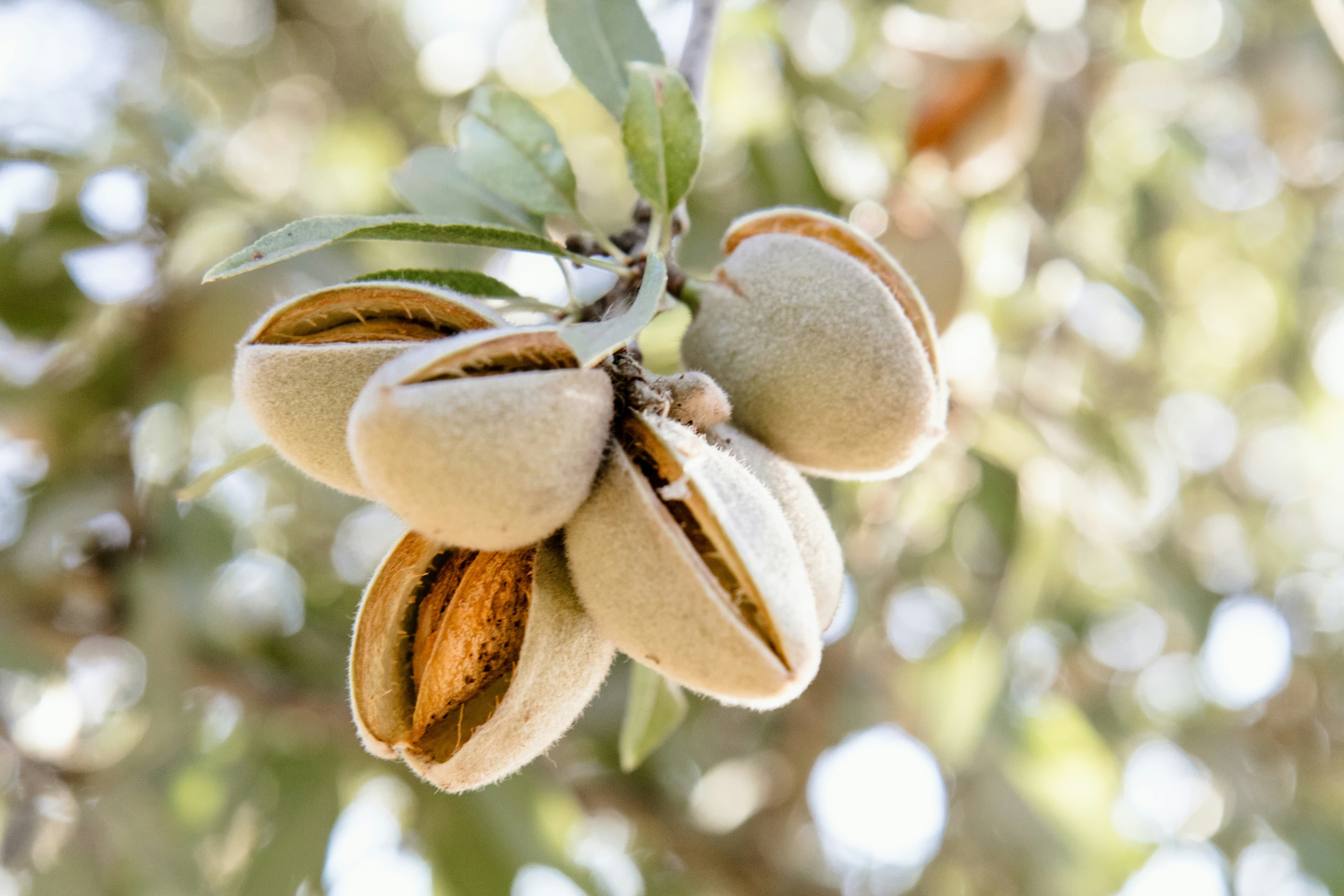 California Almonds
